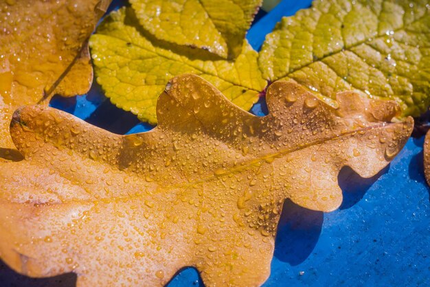 Close-up of yellow maple leaves