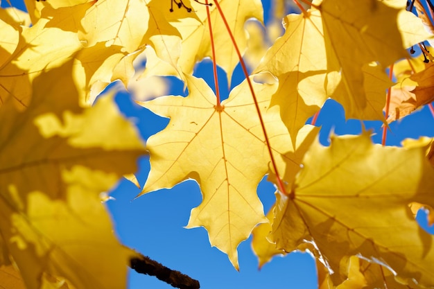 Foto close-up di foglie di acero gialle
