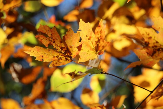 Close-up of yellow maple leaves