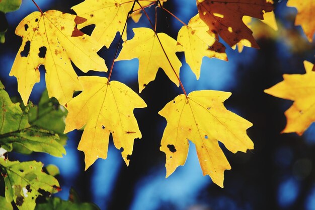 Close-up of yellow maple leaves