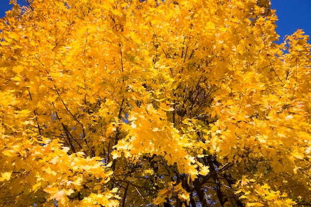 Close up on Yellow maple leaves