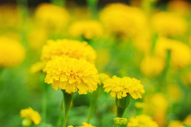 Close-up of yellow marigold blooming in field