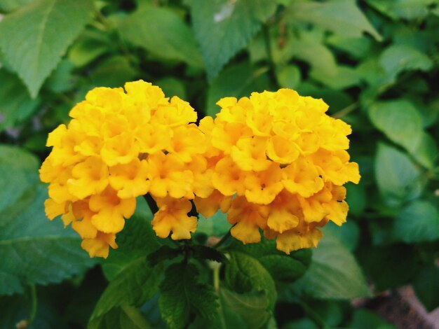 Close-up of yellow marigold blooming outdoors