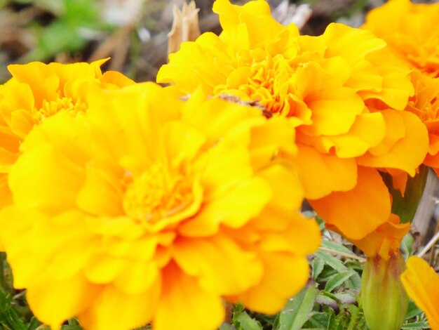 Close-up of yellow marigold blooming outdoors