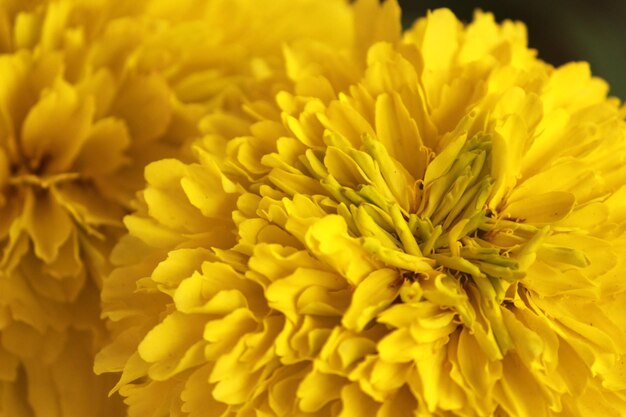 Close-up of yellow marigold blooming outdoors