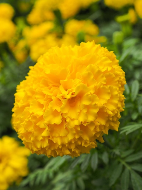 Close-up of yellow marigold blooming outdoors