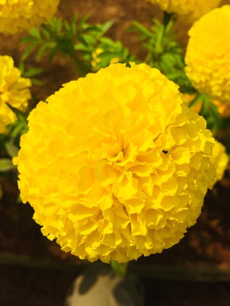 Close-up of yellow marigold blooming outdoors