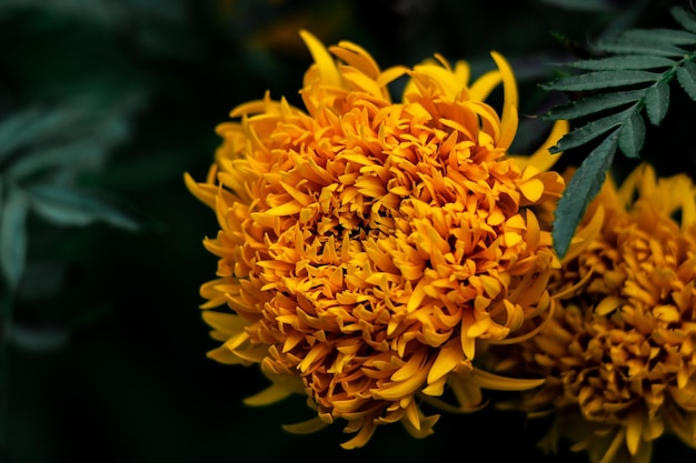 Photo close-up of yellow marigold flower against black background