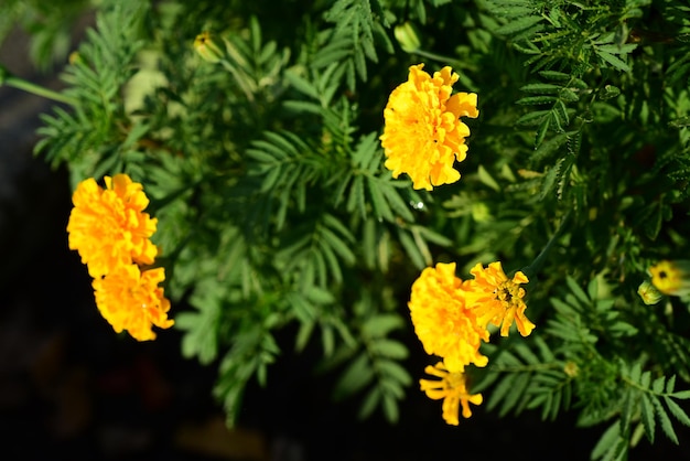 Photo close-up of yellow marigold flower