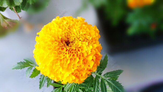 Close-up of yellow marigold flower