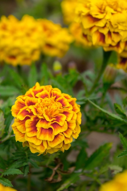 黄色いマリゴールドの花のクローズアップ