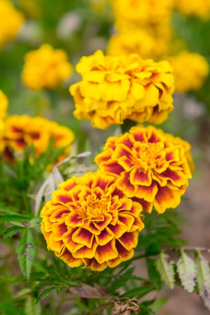 Photo close-up of yellow marigold flower