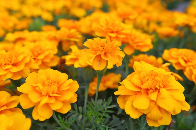 Close-up of yellow marigold flowers