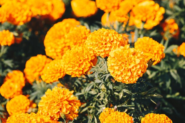 Photo close-up of yellow marigold flowers