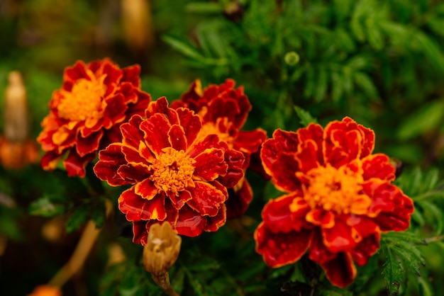 Close up yellow marigold in home garden with nature vivid color. french marigolds flower