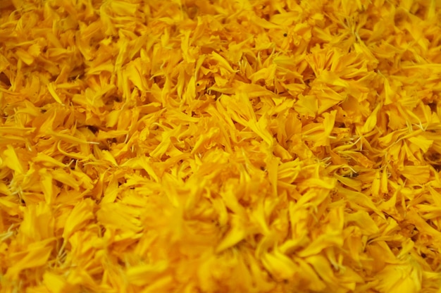 Close up of yellow marigolds