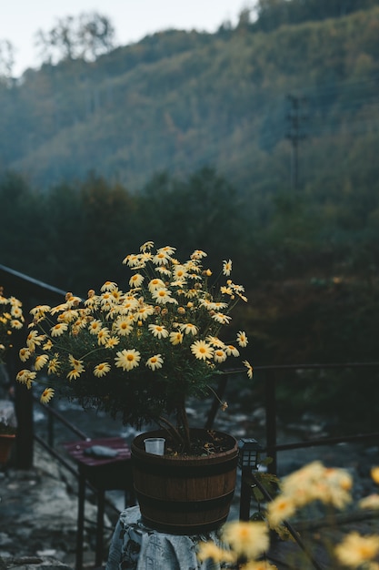 노란 산 꽃의 클로즈업.