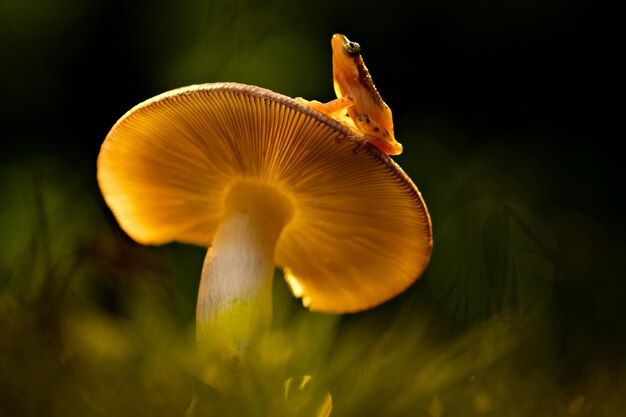 Foto close-up di un fungo giallo che cresce sul campo