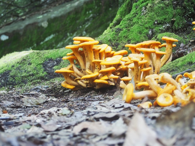 Close-up of yellow mushrooms