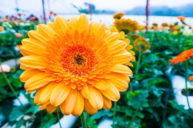 Close up of yellow and orange Gerbera