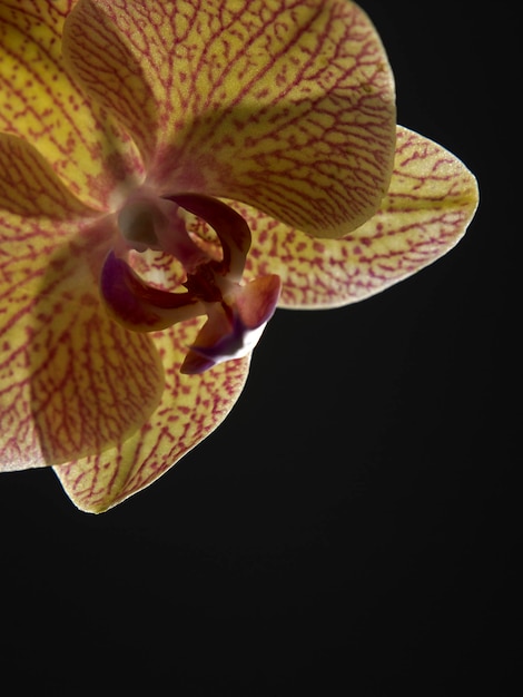 Foto close-up di un'orchidea gialla su uno sfondo nero