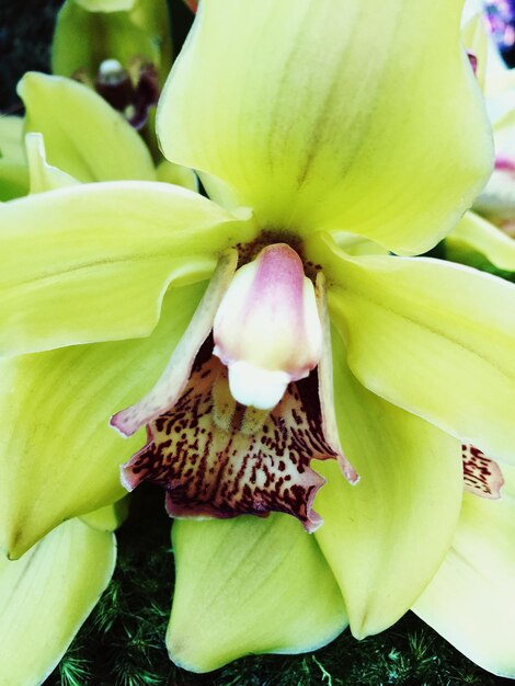 Close-up of yellow orchid blooming outdoors