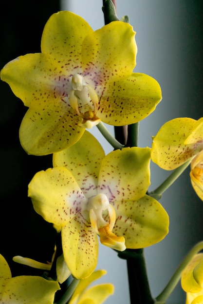 A close up of a yellow orchid with the word orchid on it