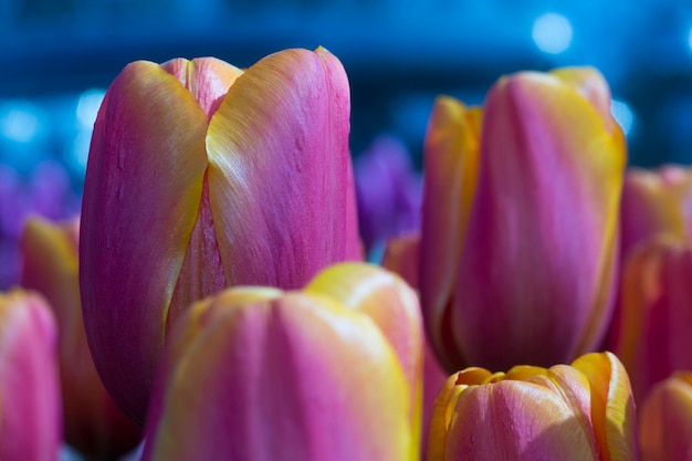 Foto prossimo piano di un'orchidea gialla