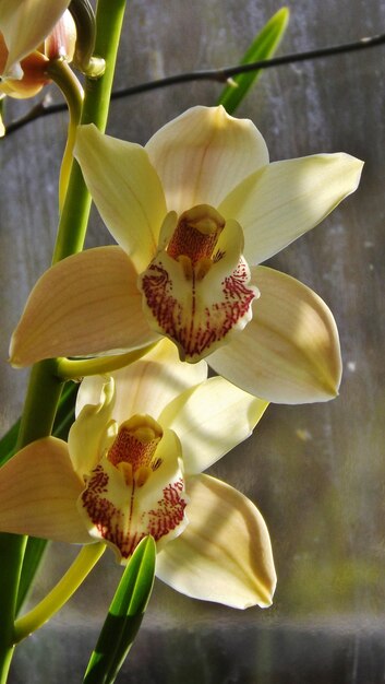 Close-up of yellow orchids