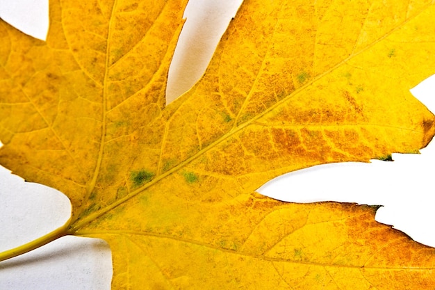 Foto close-up di carta gialla su sfondo bianco