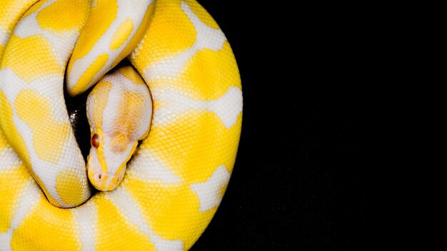 Foto close-up di un pappagallo giallo su sfondo nero