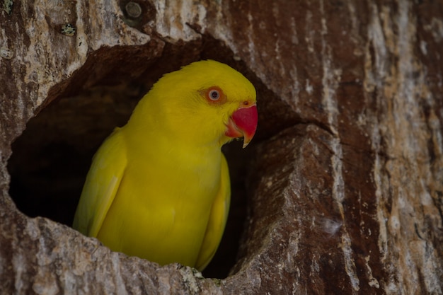 Close up Yellow parrot in nest hole