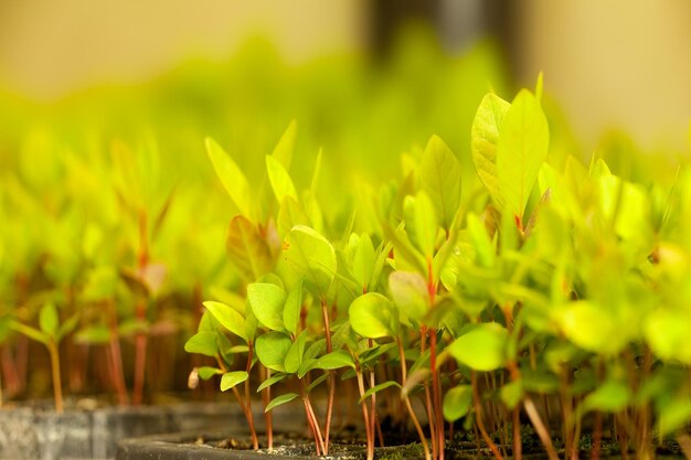 Close-up of yellow plant on field