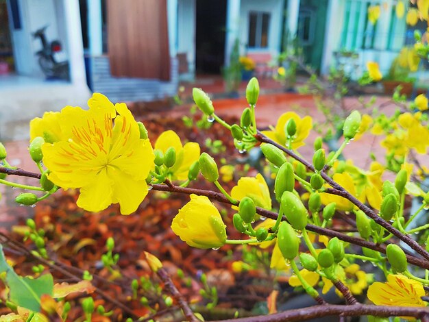 Close-up of yellow plant