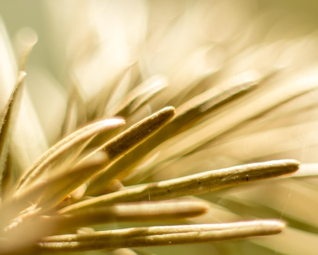 Close-up of yellow plant