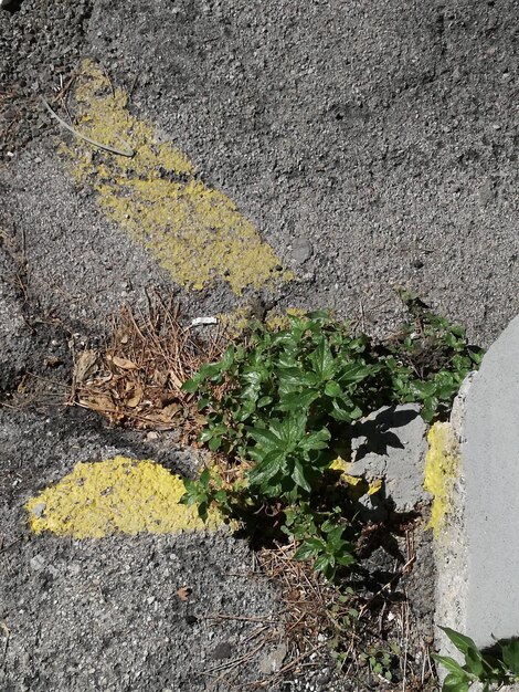 Photo close-up of yellow plant