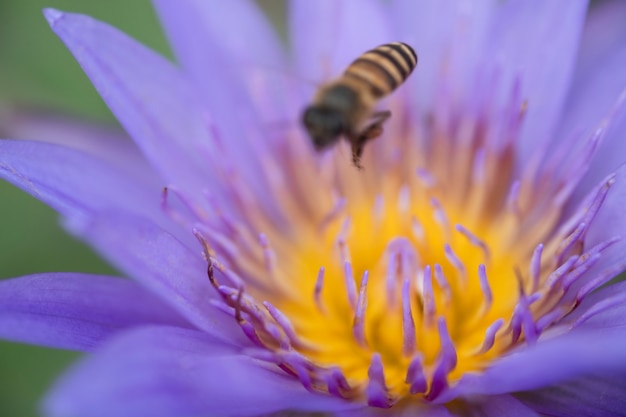 Chiuda su polline giallo di loto o di ninfea viola con le api.