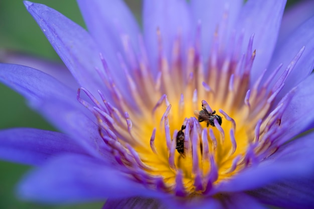 Chiuda su polline giallo di loto o di ninfea viola con le api.