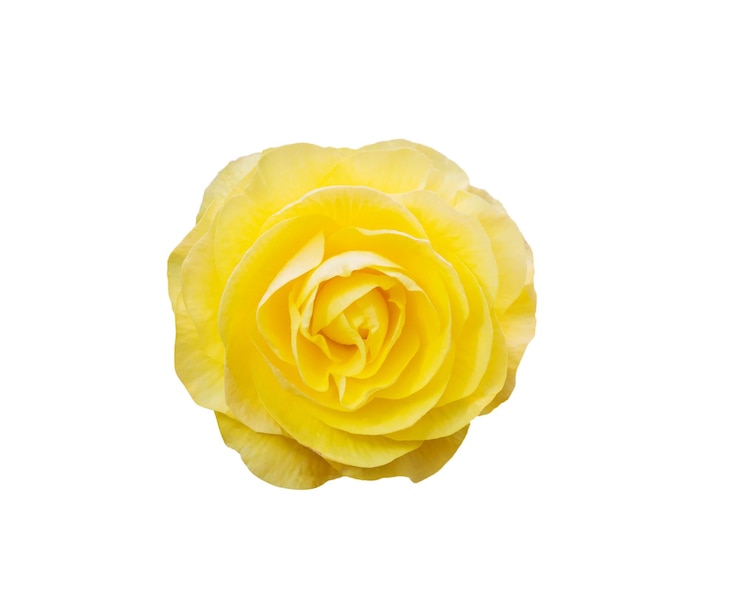 Photo close-up of yellow rose against white background