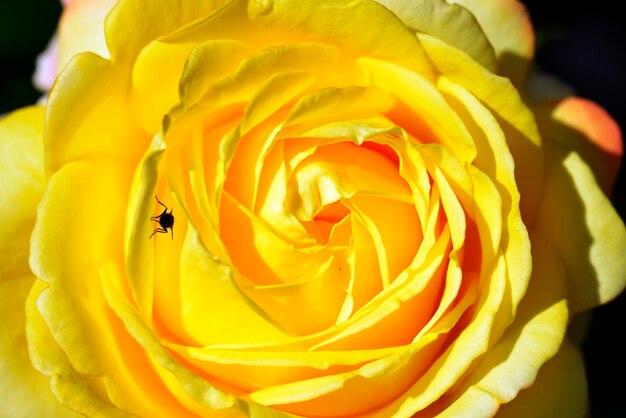 Photo close-up of yellow rose blooming outdoors