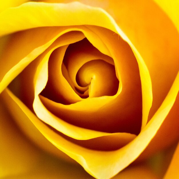 Close-up of yellow rose blooming outdoors