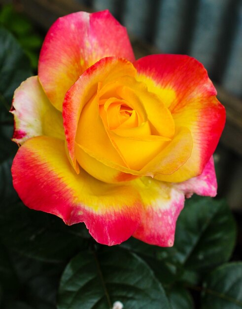 Close-up of yellow rose blooming outdoors