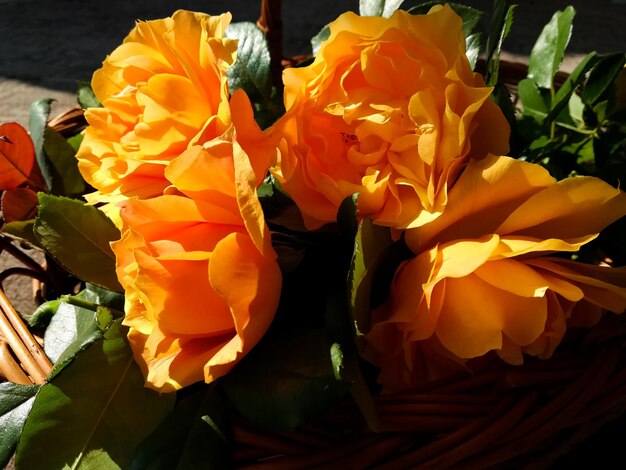 Close-up of yellow rose blooming outdoors