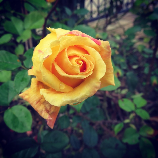 Foto close-up di una rosa gialla in fiore nel parco
