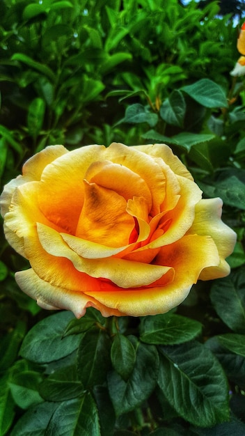 Foto close-up di un fiore di rosa giallo