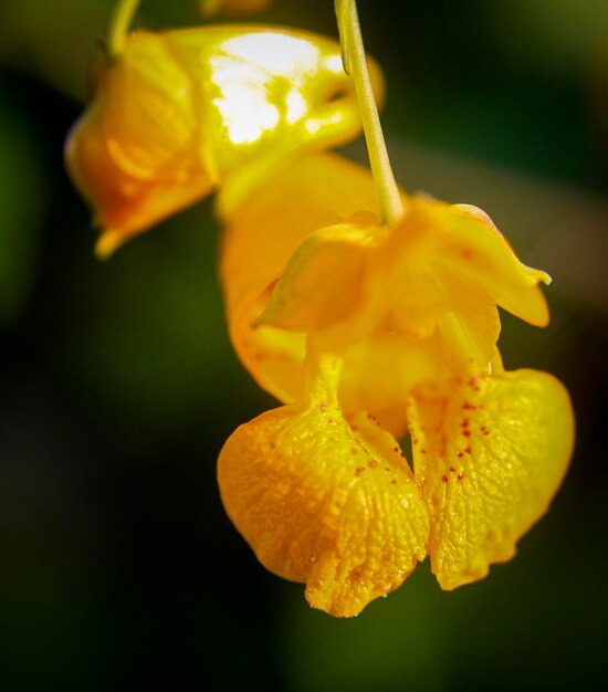 Close-up of yellow rose flower