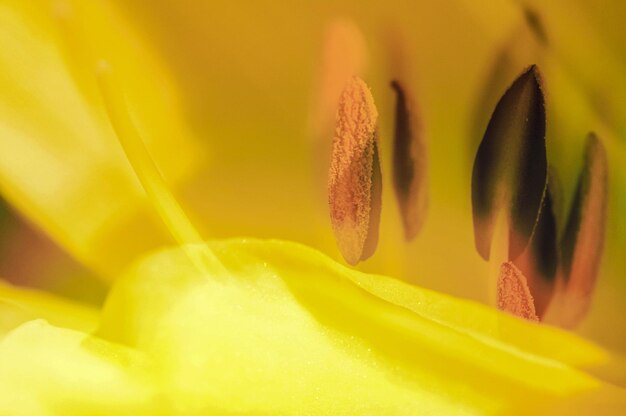 Close-up of yellow rose flower