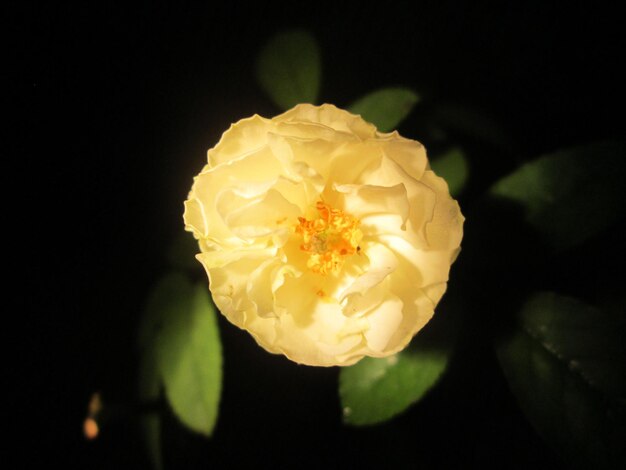 Foto close-up di un fiore di rosa giallo