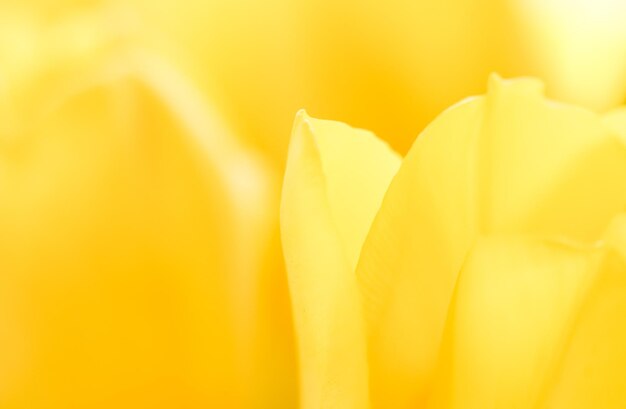 Close-up of yellow rose flower