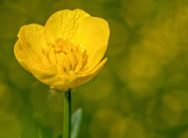 Photo close-up of yellow rose flower